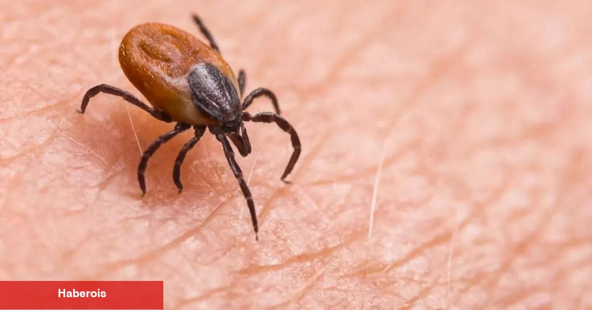Sivas'taki kene hadiseleri TBMM'ye taşındı
