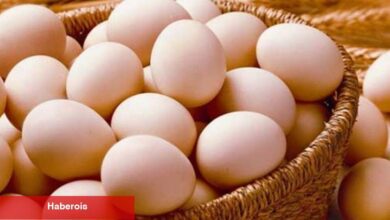 Sofralık yumurta ihracatına muafiyet düzenlemesi