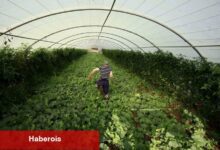 Tarla alarm veriyor: Türkiye’nin meyve üretiminde sert düşüş bekleniyor