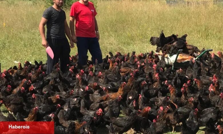 Üreticiye yüzde 50 hibeli yumurta tavuğu takviyesi - Haberois Üreticiye yüzde 50 hibeli yumurta tavuğu takviyesi