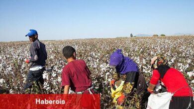 12 Haziran Dünya Çocuk Personelliği ile Çaba Günü: Türkiye'de mevsimlik tarımın yükü çocukların omzunda