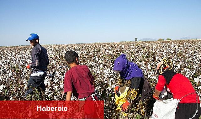 12 Haziran Dünya Çocuk Personelliği ile Çaba Günü: Türkiye'de mevsimlik tarımın yükü çocukların omzunda - Haberois 12 Haziran Dünya Çocuk Personelliği ile Çaba Günü: Türkiye'de mevsimlik tarımın yükü çocukların omzunda