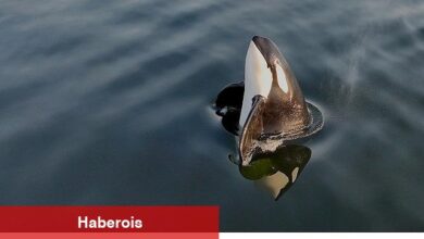 2 Kısımdan Oluşan 'Orkaların Gizemli Yaşamı', 8 ve 15 Haziran Pazar Günleri 20.00'de National Geographic WILD Ekranlarında İzleyicilerle Buluşuyor!