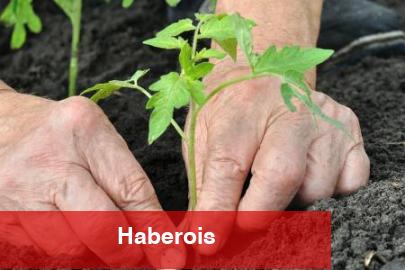 Alzheimer’da bahçeyle uğraşmak hastalığı yavaşlatabilir