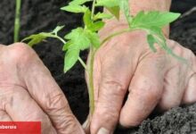 Alzheimer’da bahçeyle uğraşmak hastalığı yavaşlatabilir