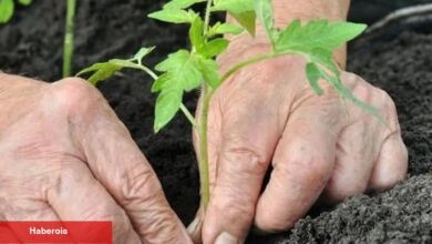 Alzheimer’da bahçeyle uğraşmak hastalığı yavaşlatabilir