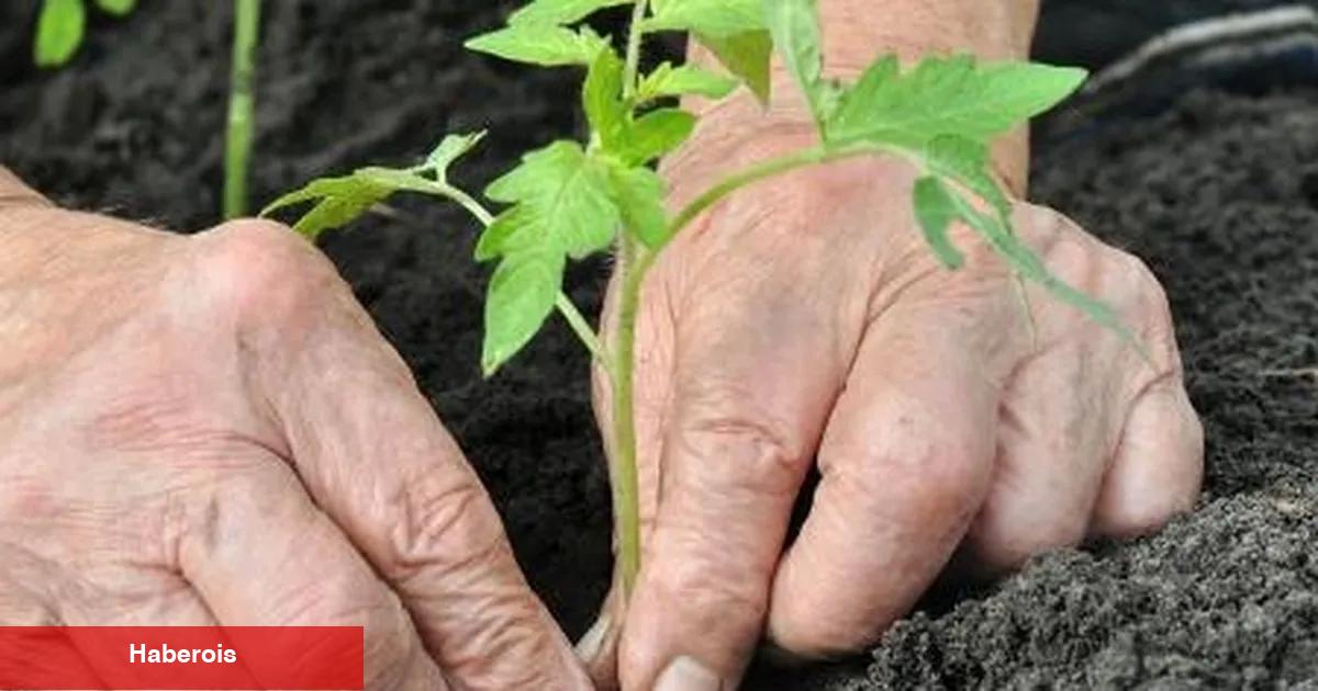 Alzheimer’da bahçeyle uğraşmak hastalığı yavaşlatabilir