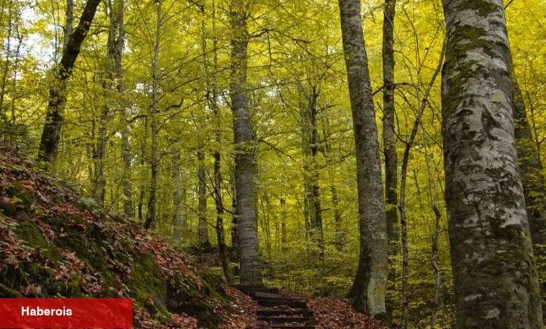 Bolu ormanlarına girişler 30 Eylül'e kadar yasaklandı! - Haberois Bolu ormanlarına girişler 30 Eylül'e kadar yasaklandı!