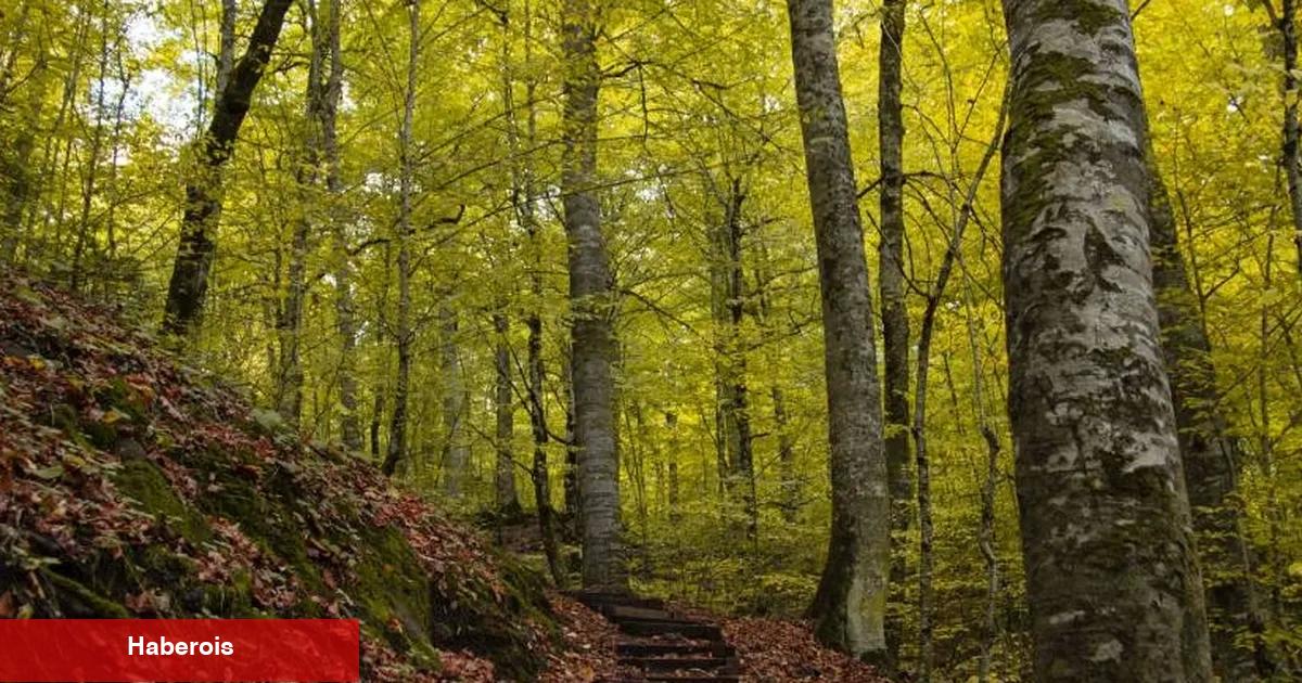 Bolu ormanlarına girişler 30 Eylül'e kadar yasaklandı!