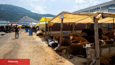 İzmir Bornova'da Kurban Pazarı kapılarını açtı