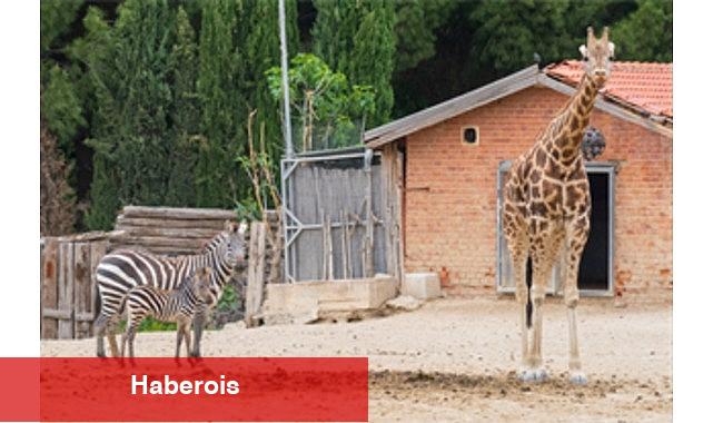 İzmir Doğal Hayat Parkı bayramda ziyaretçileri bekliyor - Haberois İzmir Doğal Hayat Parkı bayramda ziyaretçileri bekliyor