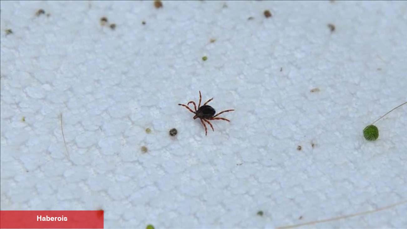 Kene alarmı tedirginliğe sebep oldu! Sıhhat Bakanlığı'ndan açıklama geldi