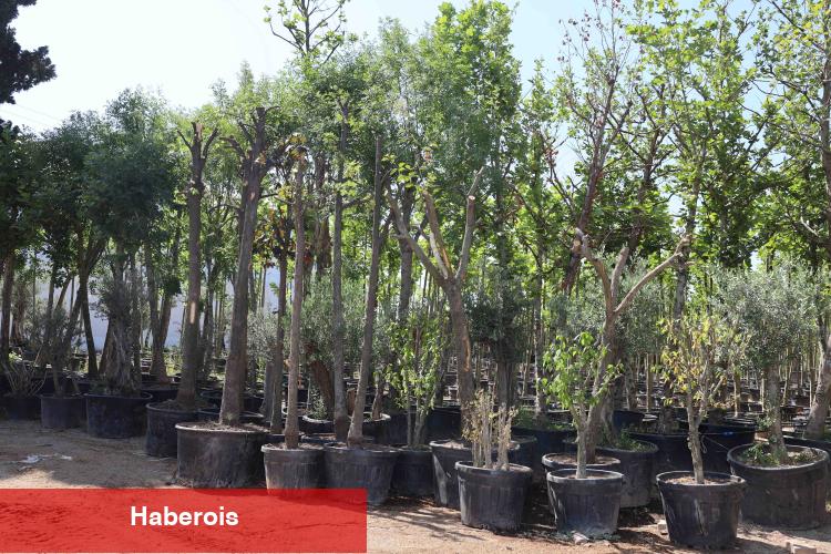 Kocaeli'de sökülen ağaçlar geleceğe taşınıyor