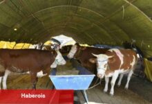 Kurban fiyatları 2025: Büyükbaş, küçükbaş kurbanlık fiyatları