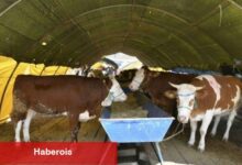 Kurban Kesen Kişi Traş Olabilir mi? Diyanet açıkladı