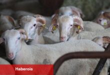 Kurban Kesmek Farz mı? Kurban Kesmenin Kararı Nedir?