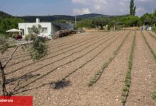Kurbanlık hayvanların atıkları Bornova'da toprağa can oluyor