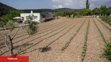 Kurbanlık hayvanların atıkları Bornova'da toprağa can oluyor