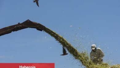 Mısır’ın Mostakbal Misr şirketi 180.000 ton Fransız buğdayı satın aldı