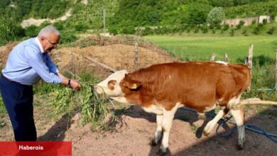 Ordu'da besicilerin yüzü güldü