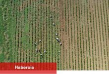Tıbbi ve aromatik bitkilerin bahar paklığı yapılıyor