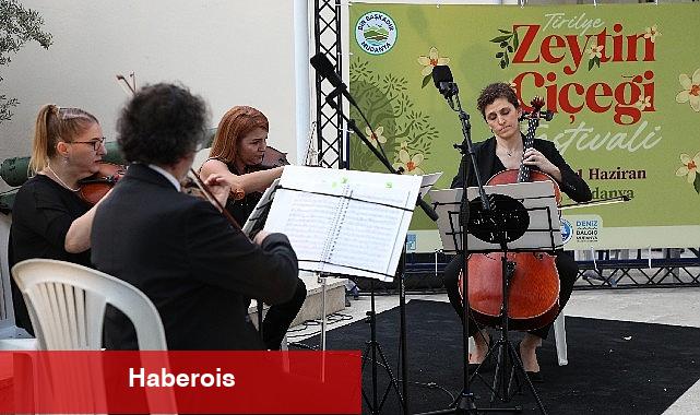 Tirilye'de zeytinin çiçeği açtı, şenlik sokakları sardı - Haberois Tirilye'de zeytinin çiçeği açtı, şenlik sokakları sardı